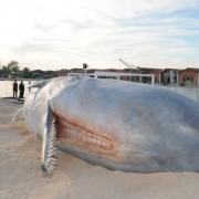 Best of Biennale de Venise 2011