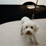 Vernissage 