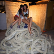 Calvi on the rocks+Phoenix